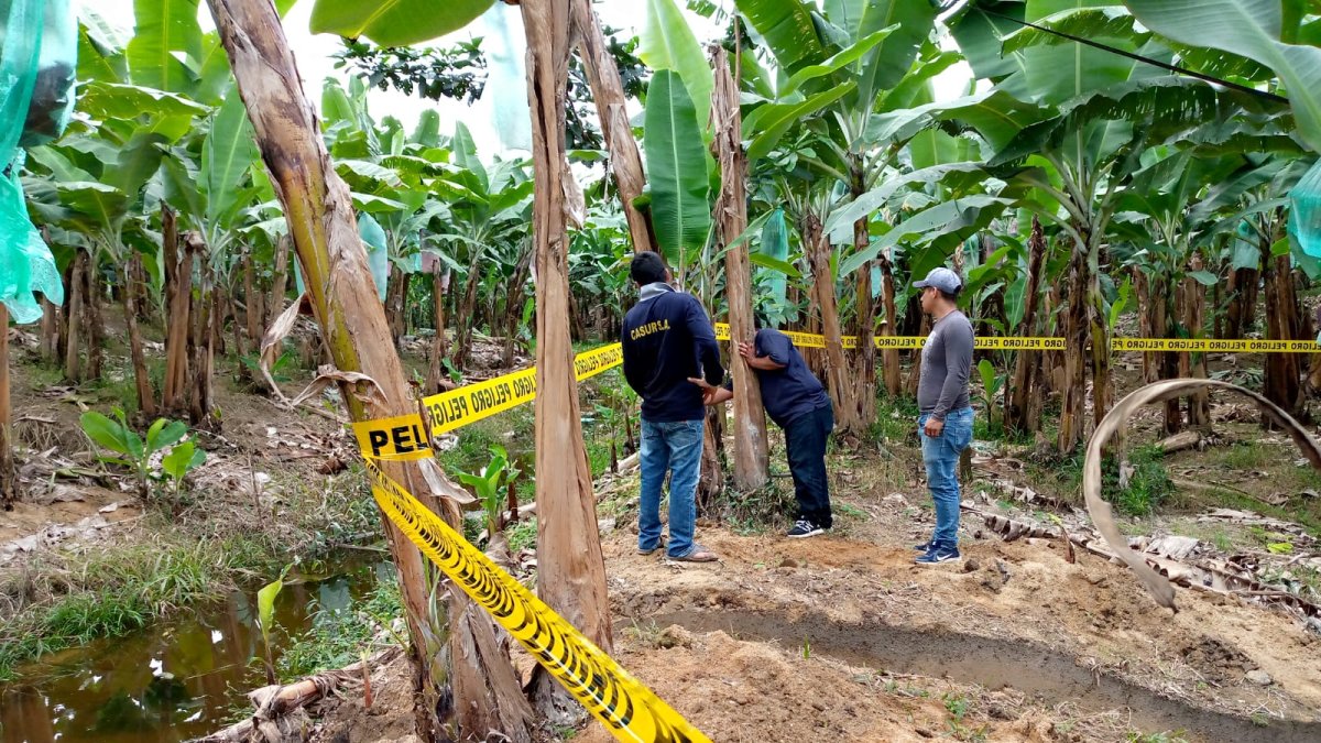 Agrocalidad asegura estar realizando constantes monitoreos; en el 2021, dice, se ejecutaron más de 21.000. No obstante, esto no llega a todas las plantaciones afectadas.