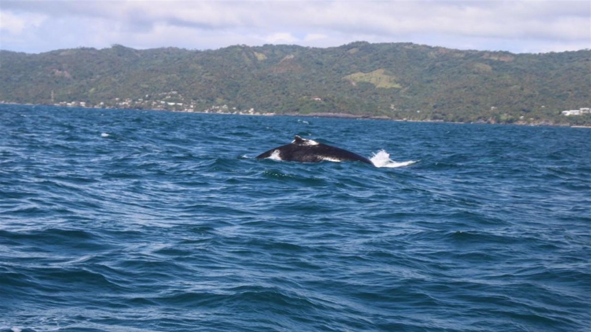 Fotografía cedida que muestra a una ballena jorobada que sale del agua para respirar en la bahía de Samaná, en República Dominicana, donde acuden los cetáceos a aparearse y procrear entre el 15 de enero y el 31 de marzo.