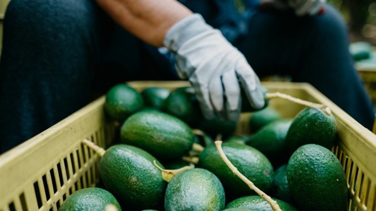 El aguacate mexicano es cotizado en países como Estados Unidos.