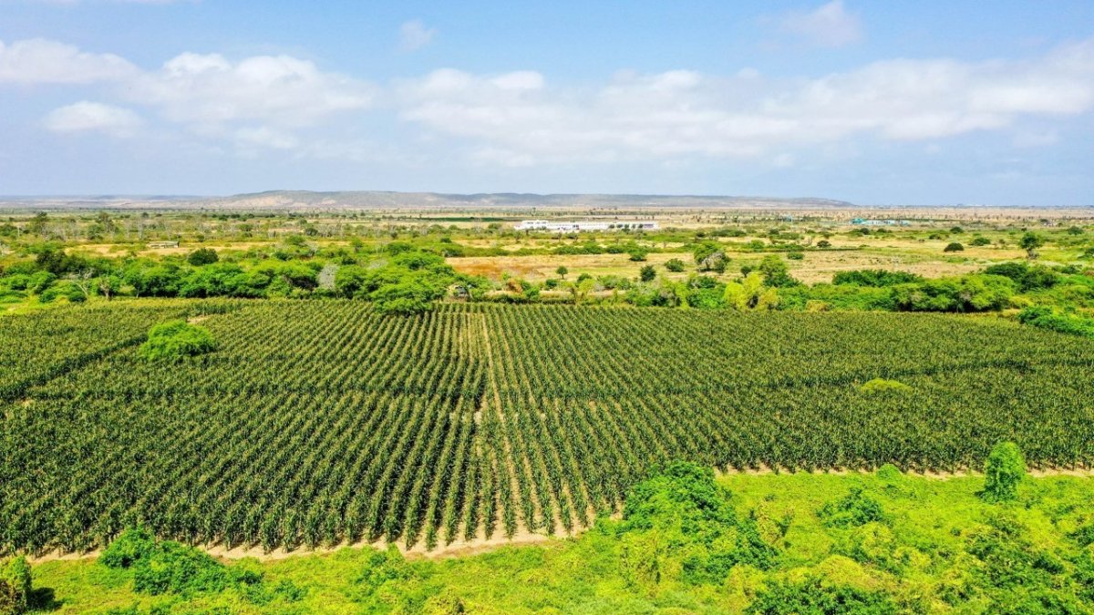 1.Aporte. Colonche es una de las zonas del norte peninsular donde se cosecha una variedad de productos de exportación.