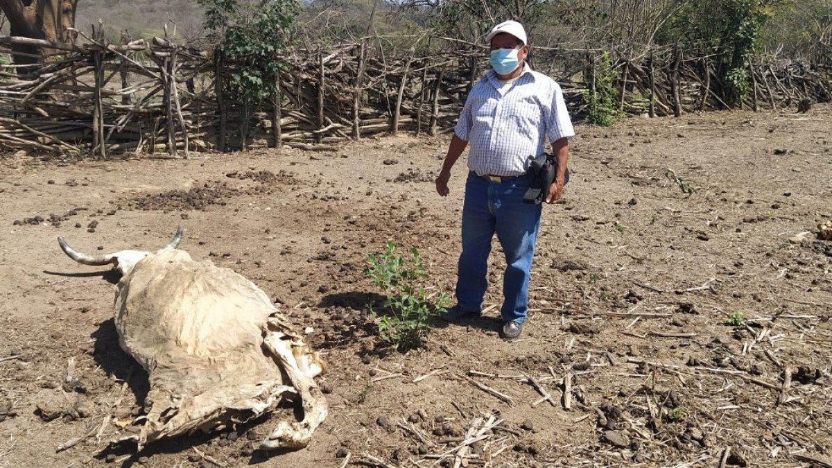 Agricultores claman por ayuda. Habitantes de la parroquia de Paletillas sufren por el  índice de muerte de sus animales.