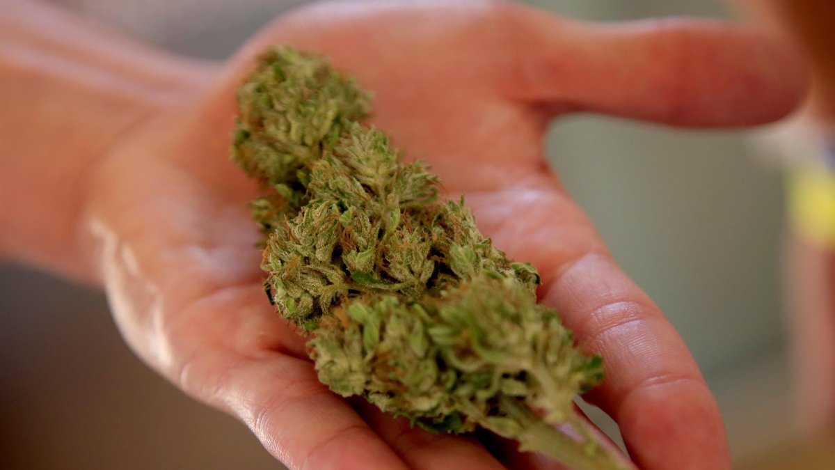 Una persona sostiene una flor de cannabis en Cartagena (Colombia), en una fotografía de archivo.