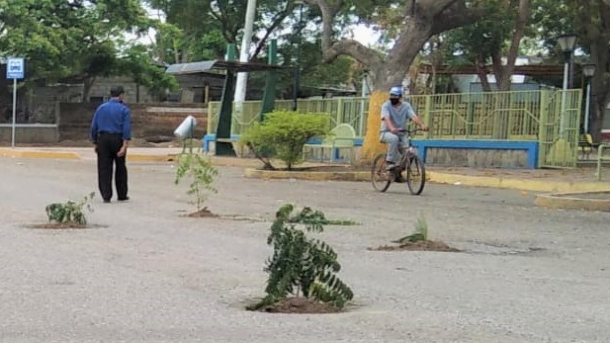 Hecho. 18 árboles fueron sembrados ayer en la calle principal de Colonche.