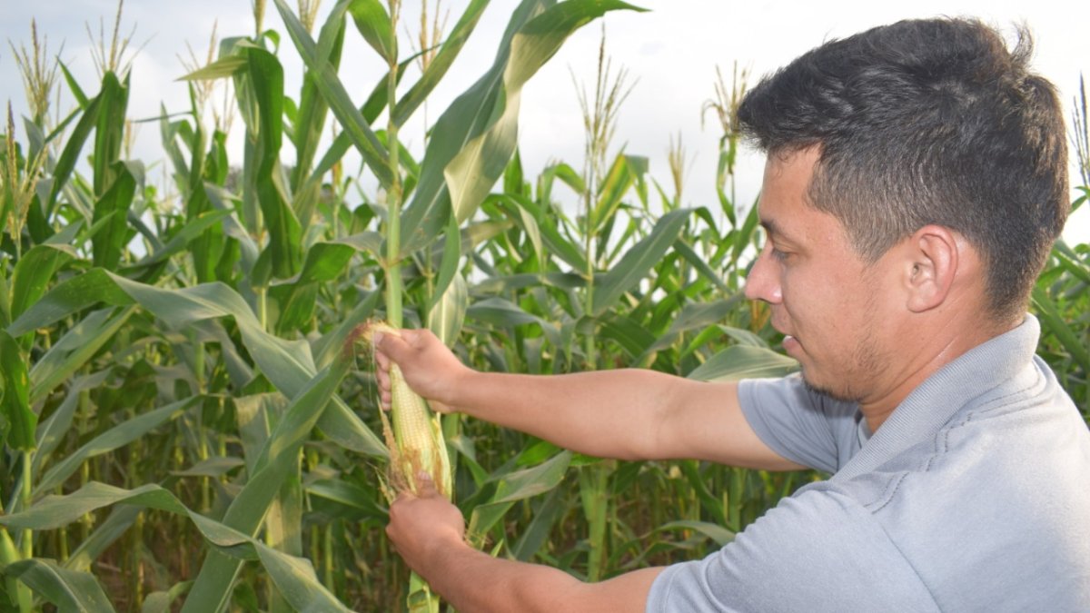 Cultivo. Un agricultor de la provincia de Los Ríos trabaja en su cultivo de maíz, hay siembra que se va a cosechar en un mes. Hay temores por las plagas que pueden aparecer.