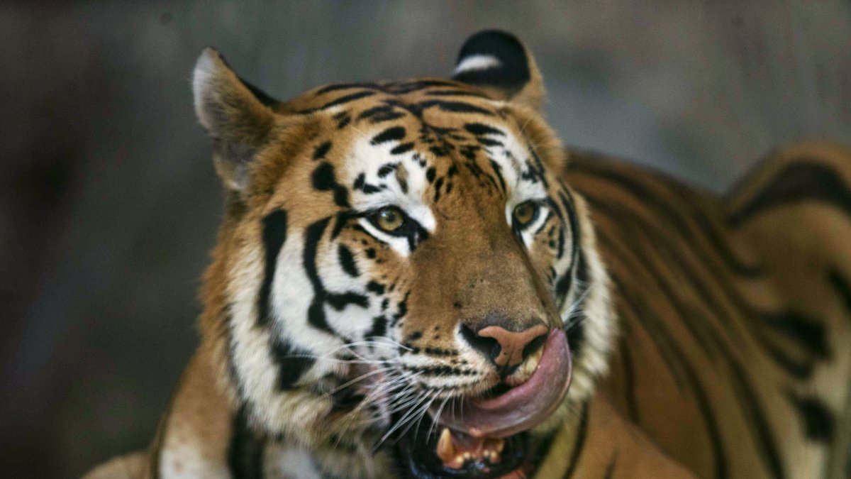 Un tigre de bengala en foto de archivo.