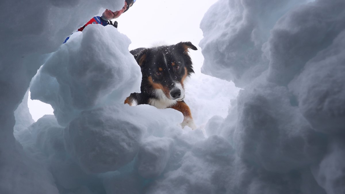El entrenador de perros Dörg Stephan busca con la perra Amira, en un simulacro, personas enterradas en la nieve.