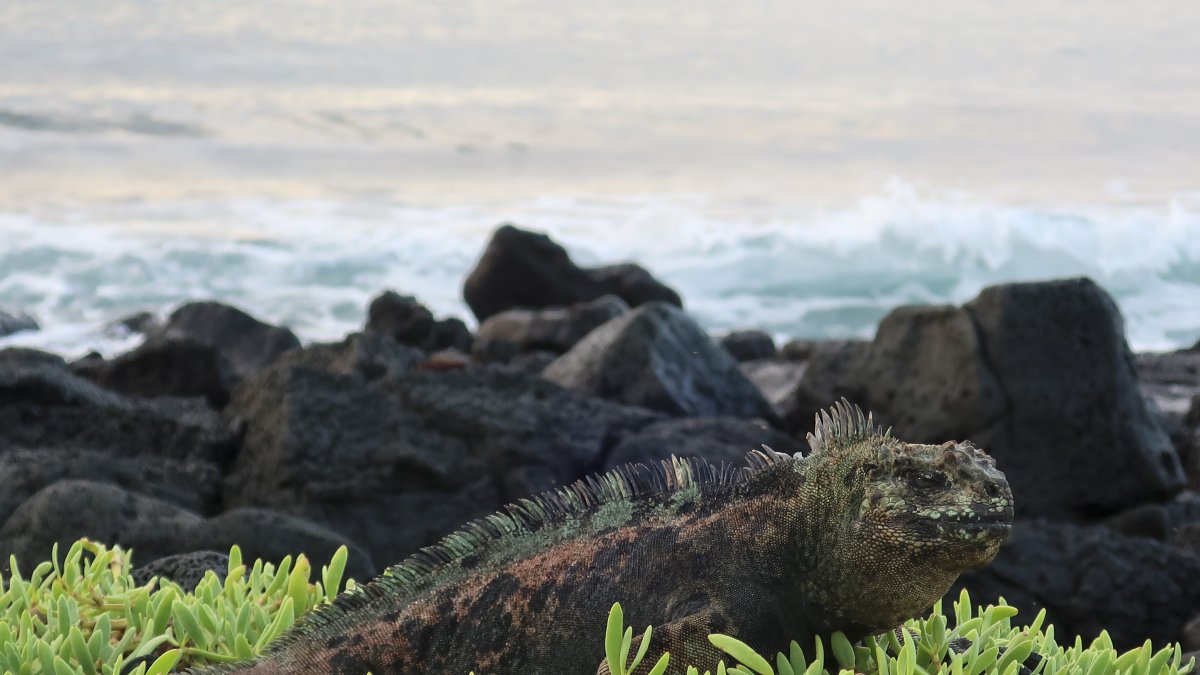 Fotografía de una iguana marina, el 8 de febrero de 2022, en la isla Santa Cruz (Ecuador).