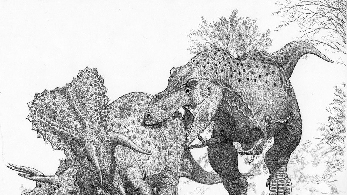 Representación de un Tyrannosaurus imperator que ataca a una manada del contemporáneo Triceratops horridus.
