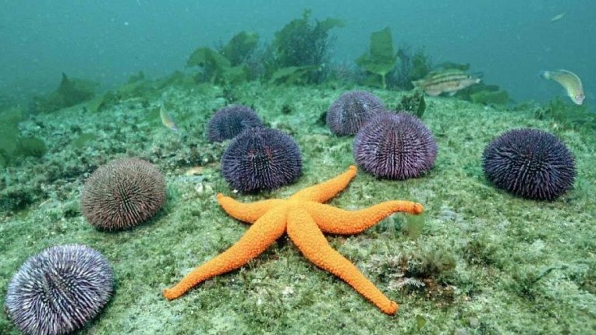 La evolución  de los equinodermos es materia de un estudio científico que arroja nuevos datos 