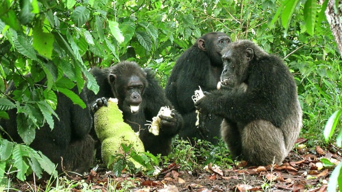 Un grupo de chimpancés macho comparten una yaca en una plantación de café.