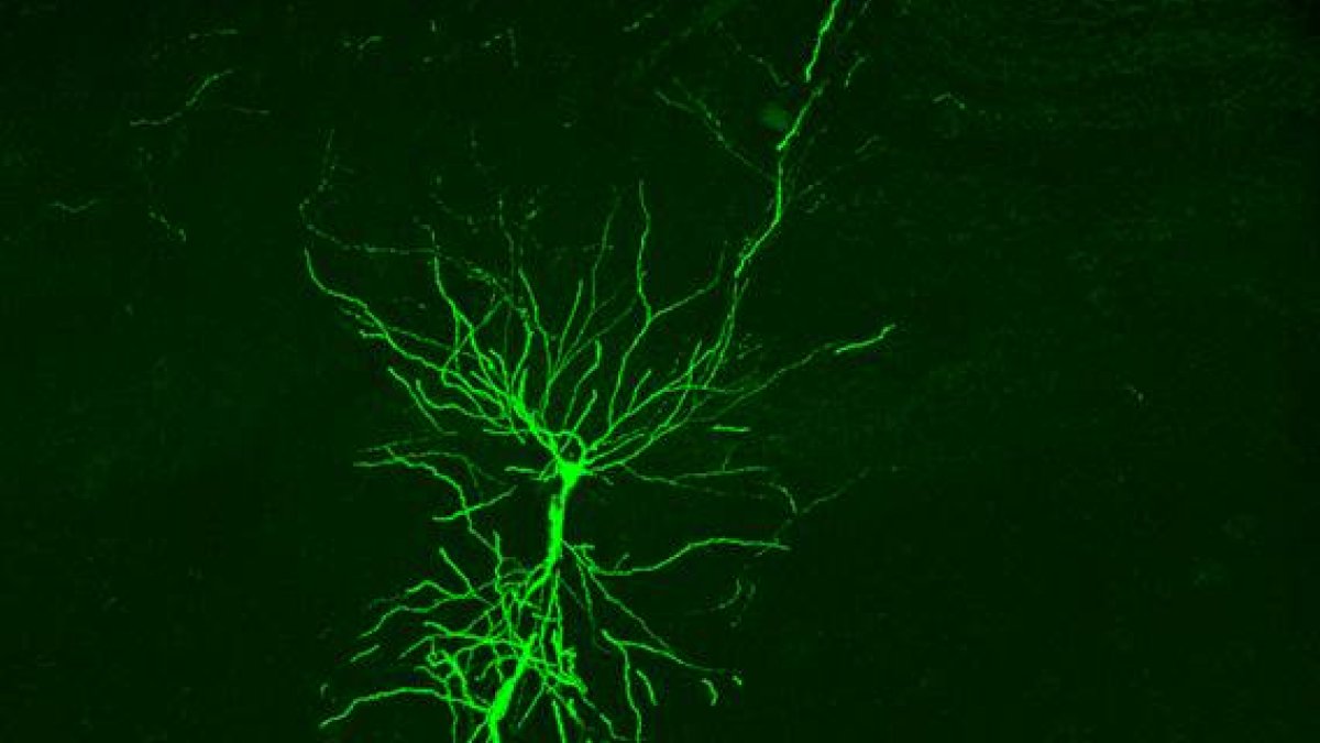 Fotografía cedida por el Instituto Cajal-CSIC de una célula piramidal el hipocampo captada en vivo.