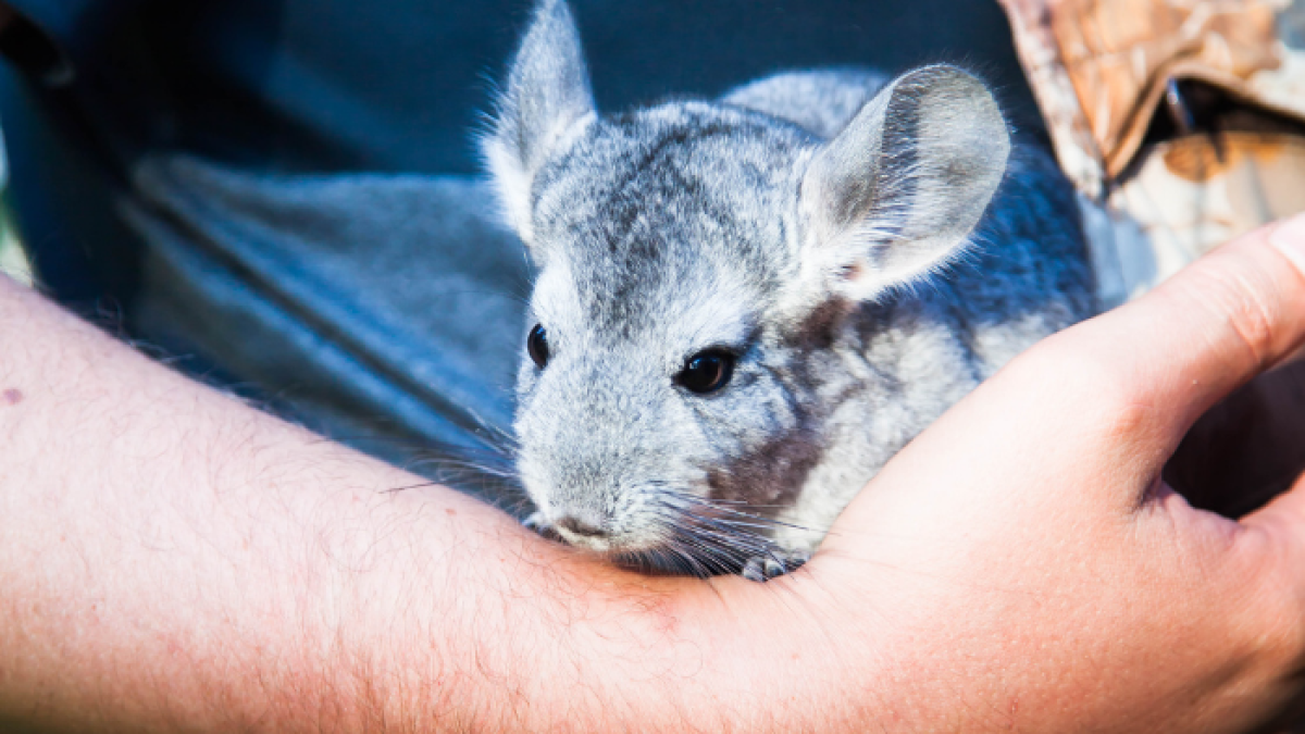 La chinchilla es un roedor doméstico