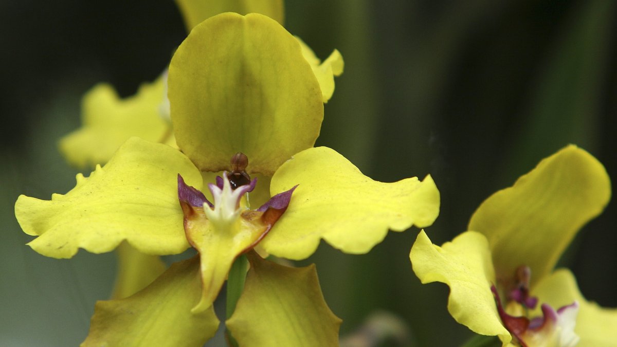 Ecuador cuenta con más de 4.500 variedades de orquídeas, de las cuales 1.700 son endémicas