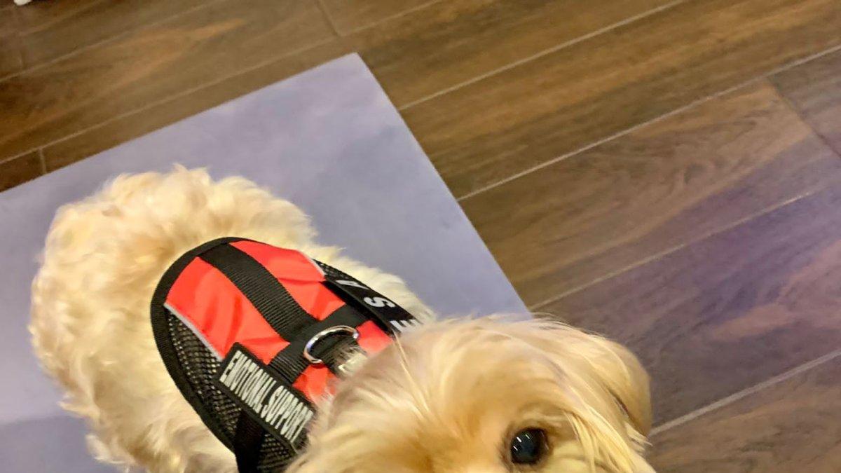 Loki fue adiestrado como un perro de soporte emocional.