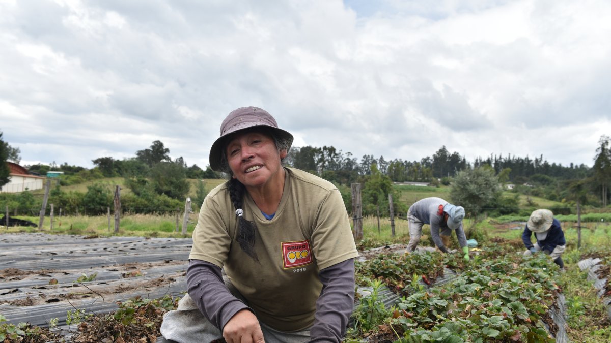 Blanca Tipán mientras retiraba las plantas de frutillas que se dañaron por el fuerte temporal invernal.