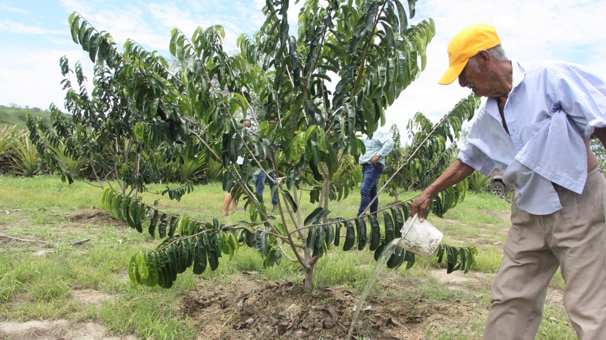 La guanábana ha tenido un despegue importante en Santa Elena en los últimos años.