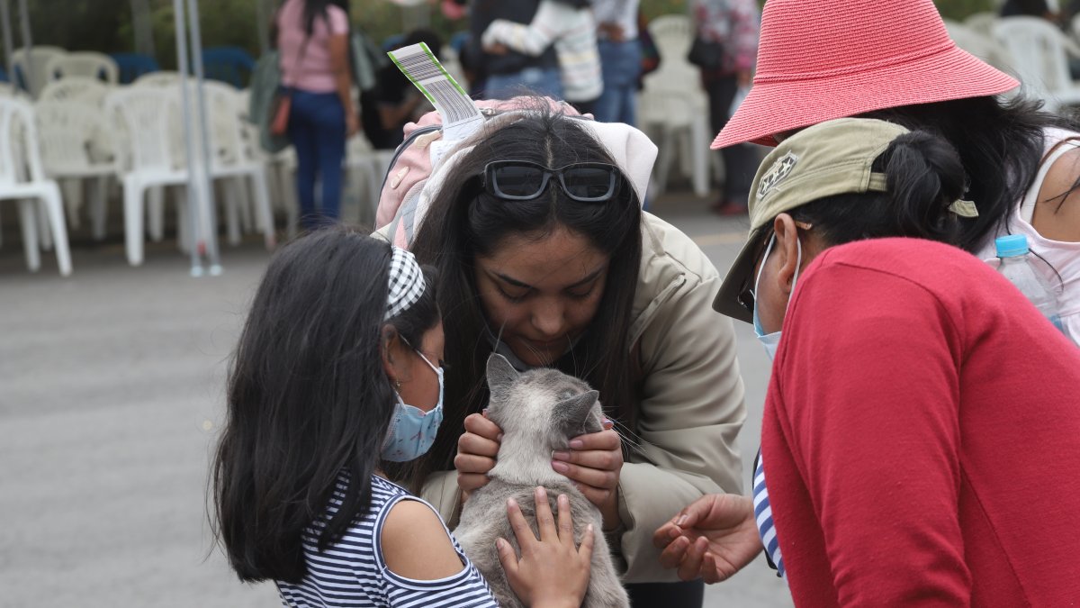 Una treintena de mascotas acompañaron a los ecuatorianos en el segundo vuelo humanitario.