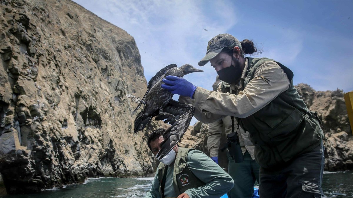 Un ave es rescatada durante las labores de rescate y monitoreo de especies marinas afectadas por el derrame de petróleo en los Islotes Pescadores (Perú), en una fotografía de archivo.