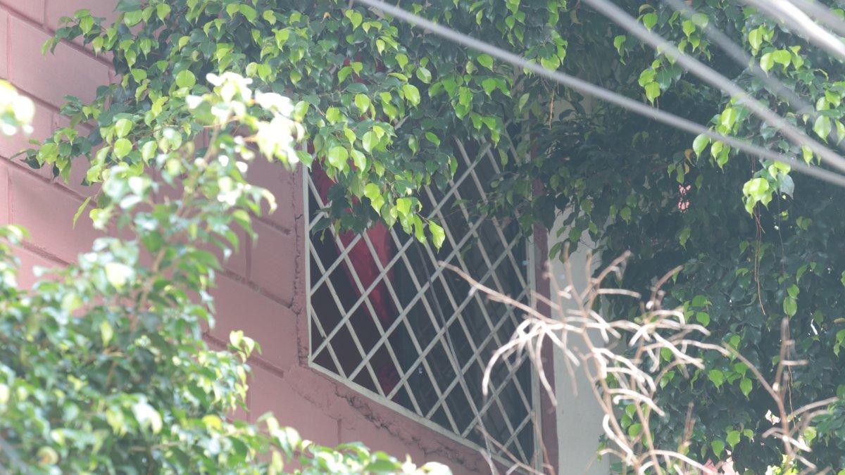 Para muchos habitantes de Sauces IV, asomarse por las ventanas de sus casas es como estar en una selva, debido a que las ramas de los árboles están a punto de ingresar a sus viviendas.