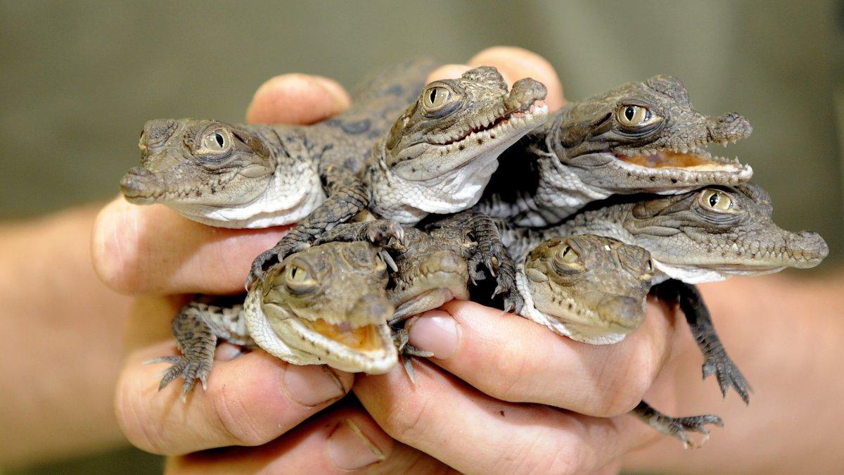 Fotografía cedida por la compañía energética Florida Power & Light (FPL) donde se aprecia unas crías de cocodrilo americano recogidos en los canales de enfriamiento de Turkey Point, a solo 25 millas (40 kilómetros) al sur de Miami, Florida.