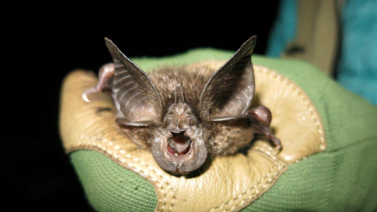 Fotografía cedida por la organización Bat Conservation International donde se muestra un murciélago de la especie Rhinolophus hilli (murciélago de herradura de Hill) encontrado en una de las cuevas en el Parque Nacional Nyungwe, en Ruanda.