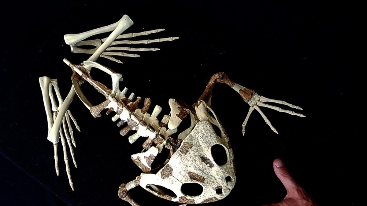 El paleoartista argentino Santiago Reuil muestra un animal reconstruido durante una entrevista con Efe, el 9 de marzo de 2022, en Buenos Aires (Argentina).