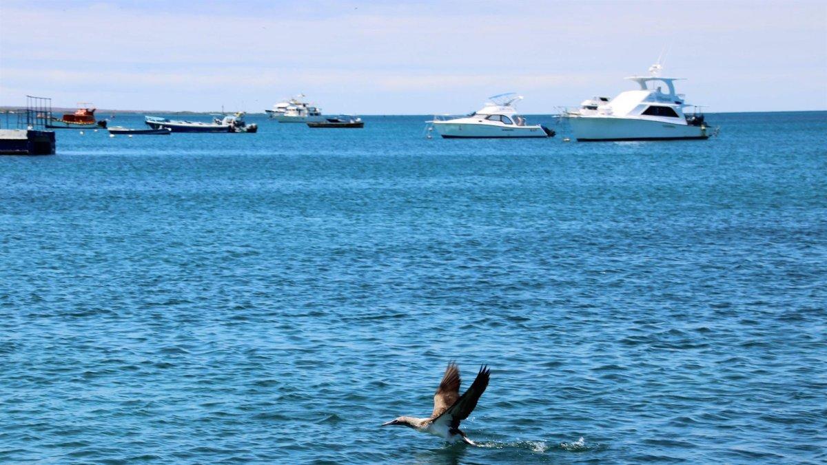 Vista de un piquetero de patas azules mientras vuelo en un canal entre la isla de Baltra y la de Santa Cruz, en Galápagos (Ecuador), en una fotografía de archivo.