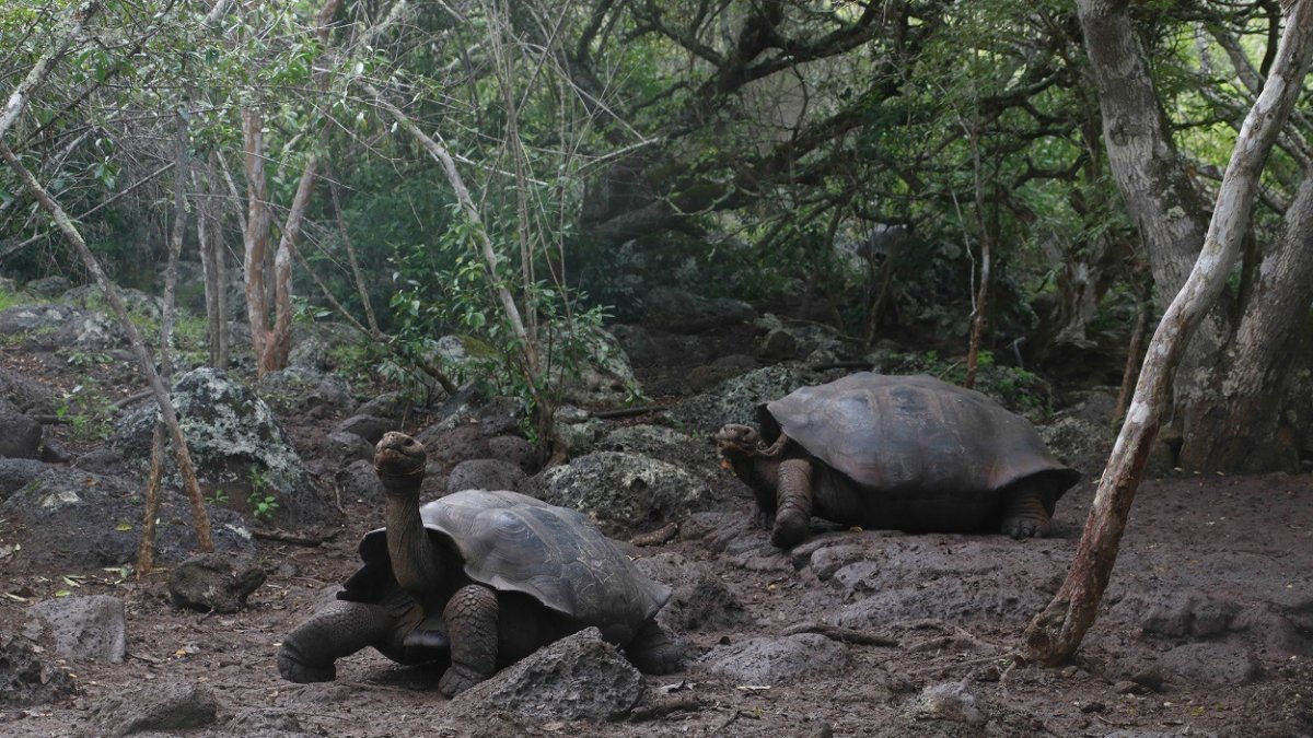 Tortugas de Galápagos
