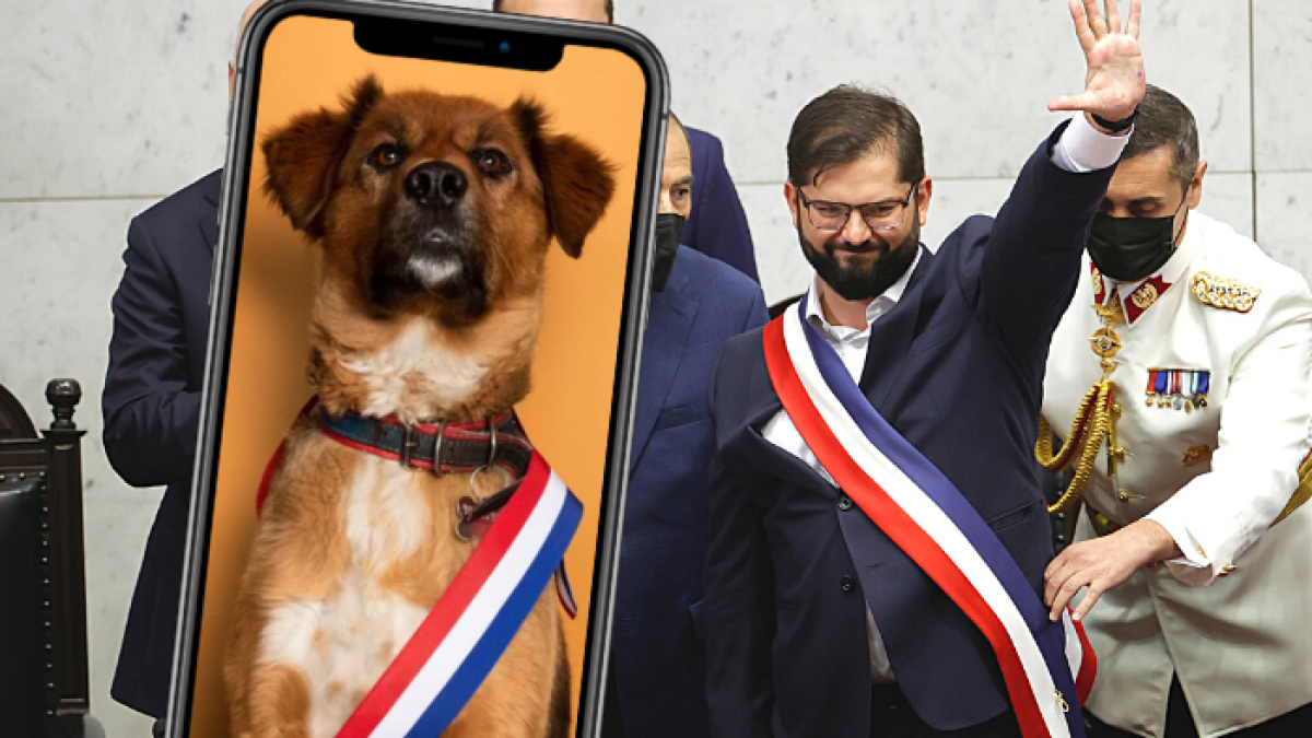 Brownie a conquistado a varios usuarios de las redes sociales.