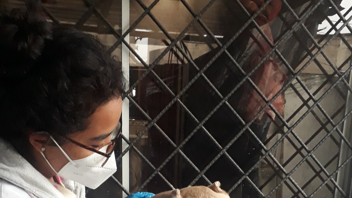 Boyka murió a los 8 años y fue sometido al proceso de taxidermia.