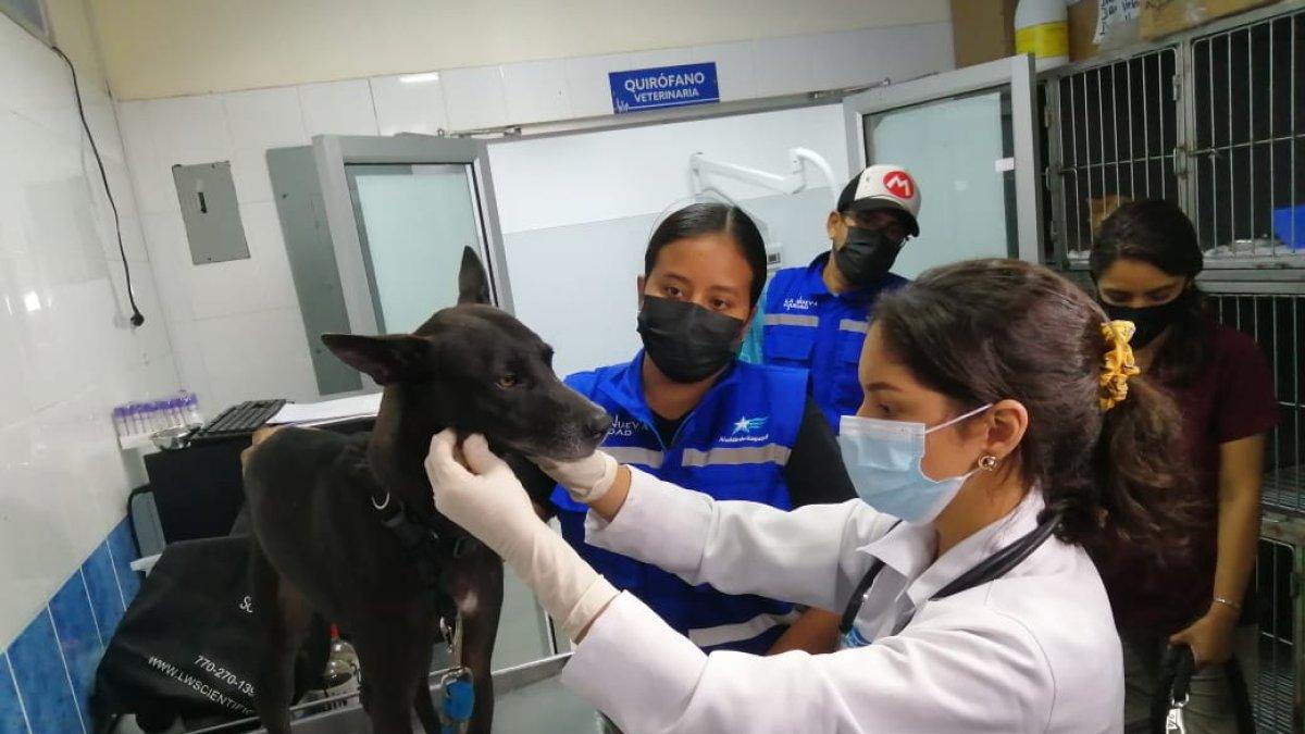 Evaluación de los animales rescatados en las cumbres, por bienestar animal. En rueda de prensa se dio los pormenores del rescate.