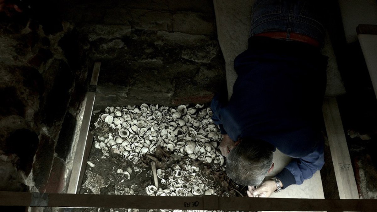 Unas 164 estrellas de mar en la excavación del Templo Mayor, en pleno Centro Histórico de Ciudad de México,