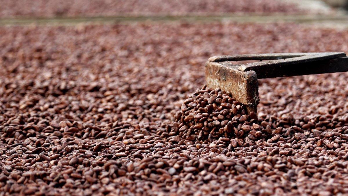 Fotografía de archivo del proceso del cacao en una planta de procesamiento.