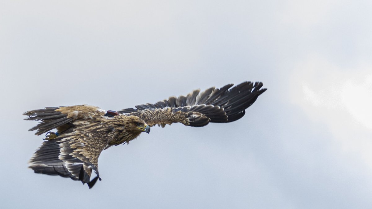Una de las dos águilas imperiales que hoy han sido liberados en Polán (Toledo), un acto al que ha asistido el consejero de Desarrollo Sostenible de Castilla-La Mancha, José Luis Escudero, y el presidente de la Diputación de Toledo, Álvaro Gutiérrez.