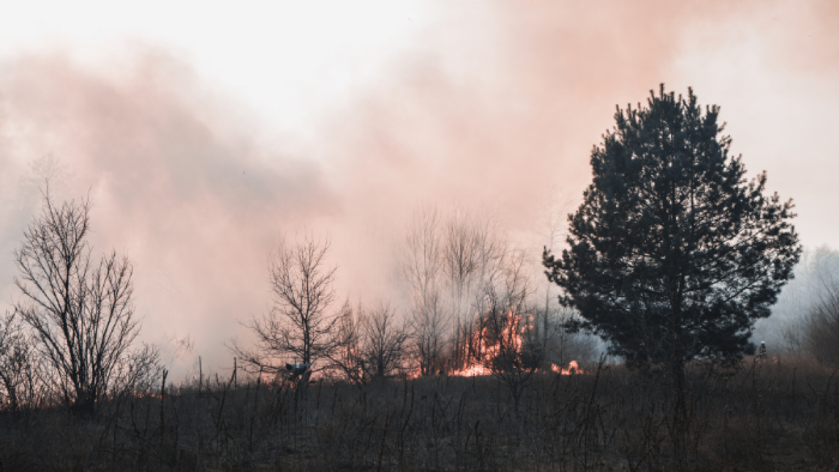 Incendios forestales