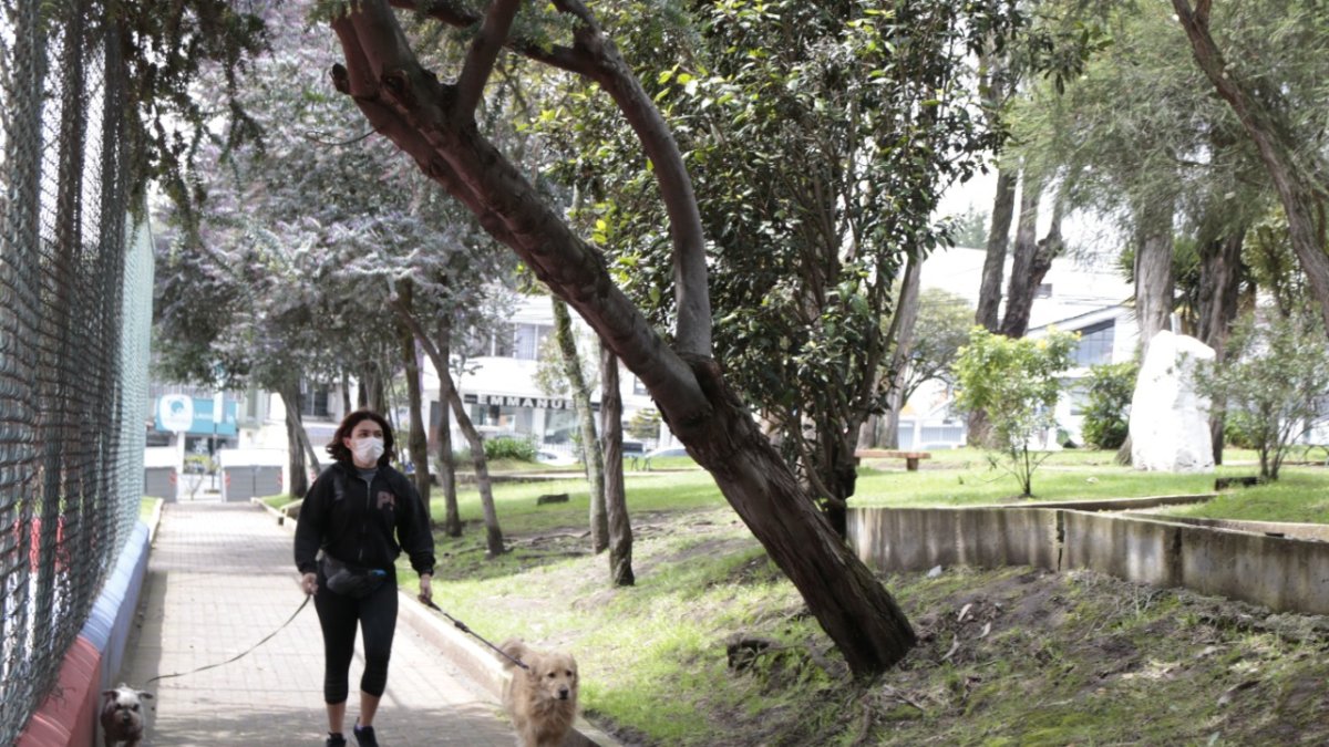 Paseo. Una vecina pasa debajo de un árbol inclinado con sus mascotas. 2. Problema. Muchas plantas tienen raíces expuestas.