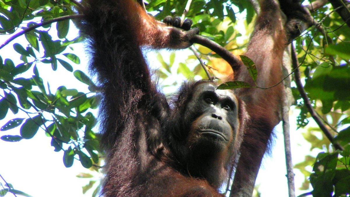 Imagen de uno de los orangutanes de Borneo estudiados por la Universidad de Warwick