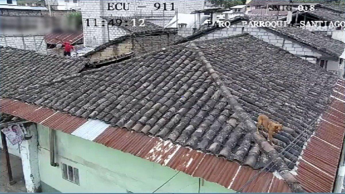 Alerta. Unidades especiales han rescatado desde perros hasta reptiles.