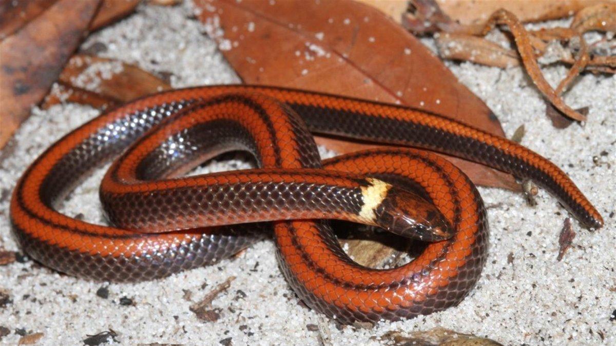 Fotografía cedida por la fundación paraguaya Para La Tierra que muestra una serpiente de la especie denominada Phalotris shawnella, recientemente descubierta en Paraguay.
