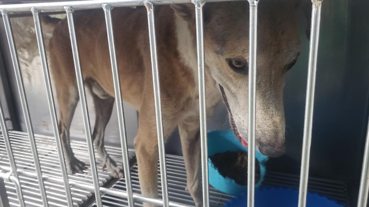 El perro en el momento que fue rescatado. El can tiene aproximadamente cinco años