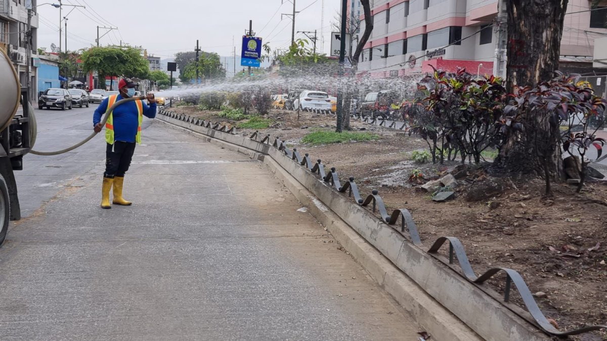 El Municipio ha procurado sembrar nuevas especies nativas en avenidas como la Benjamín Carrión, la autopista Narcisa de Jesús y otros.