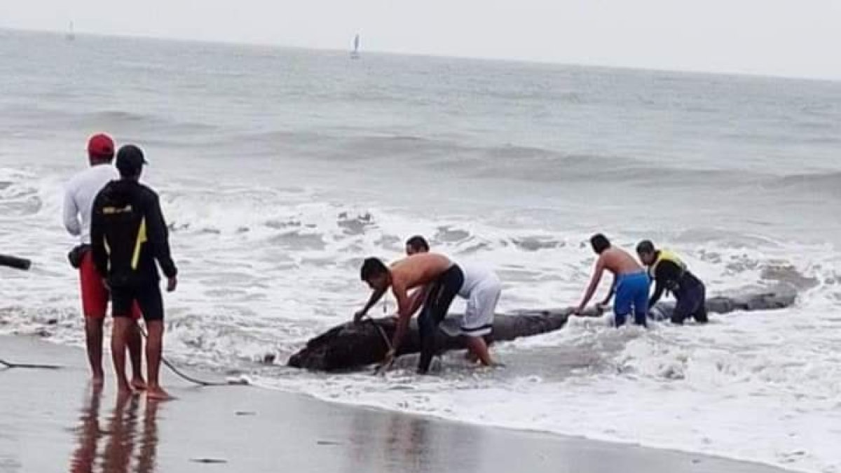 Tragedia. La menor fue golpeada por un tronco.