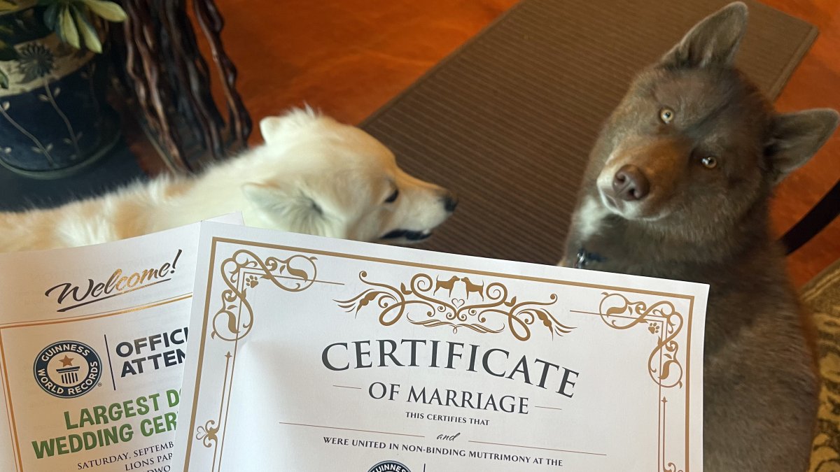 Fotografía de septiembre del 2021 cedida por Daniel Dusty Porter donde se aprecia a dos perros junto con sus certificados de matrimonio