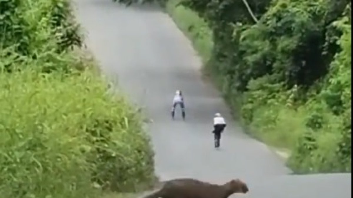 Acción. El animal fue captado mientras unos niños patinaban.