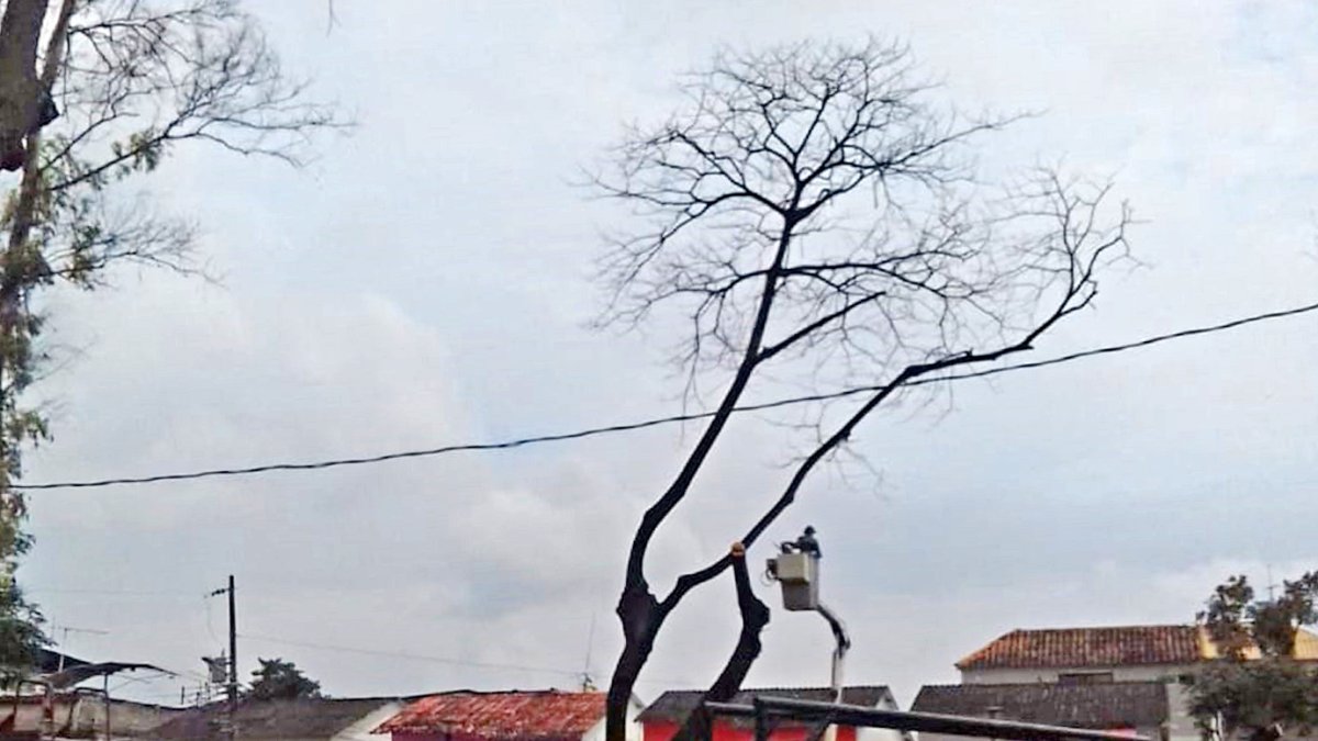 Personal de áreas verdes cortan las ramas de los arbustos