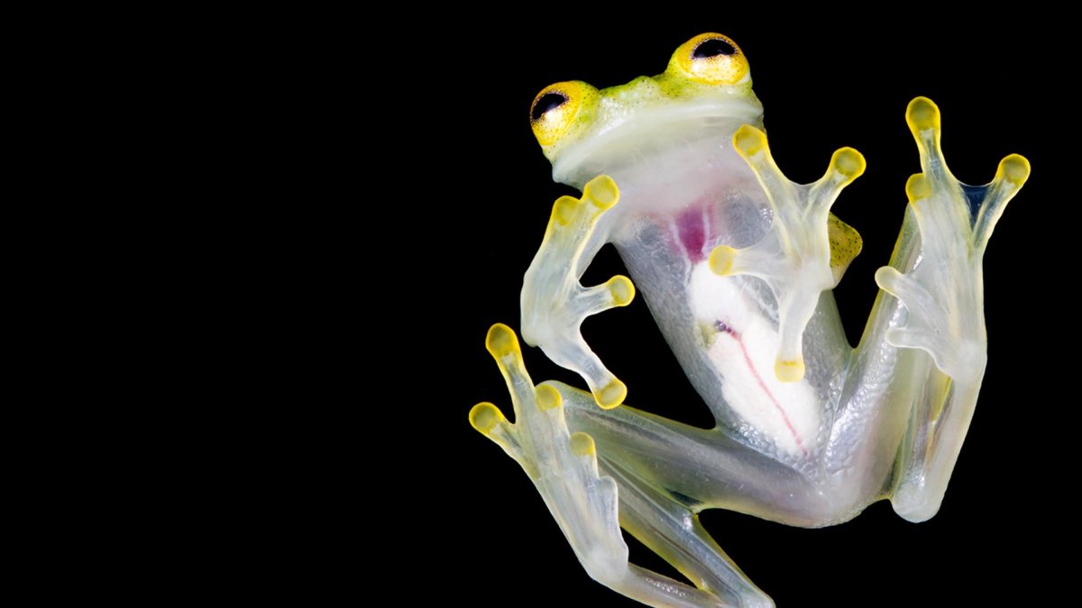 Fotografía cedida por el Ministerio de Ambiente de nuevas especies de ranas de cristal (género Hyalinobatrachium), que fueron bautizadas como la rana de cristal de Mashpi (Hyalinobatrachium mashpi) y la de Nouns (Hyalinobatrachium nouns).
