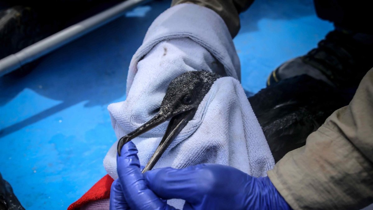Un ave guanera es rescatada durante las labores de rescate y monitoreo de especies marinas afectadas por el derrame de petróleo en los Islotes Pescadores (Perú), el pasado 2 de febrero de 2022.
