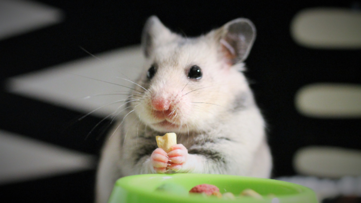 @thehamsterstation es la cuenta que comparte los videos.