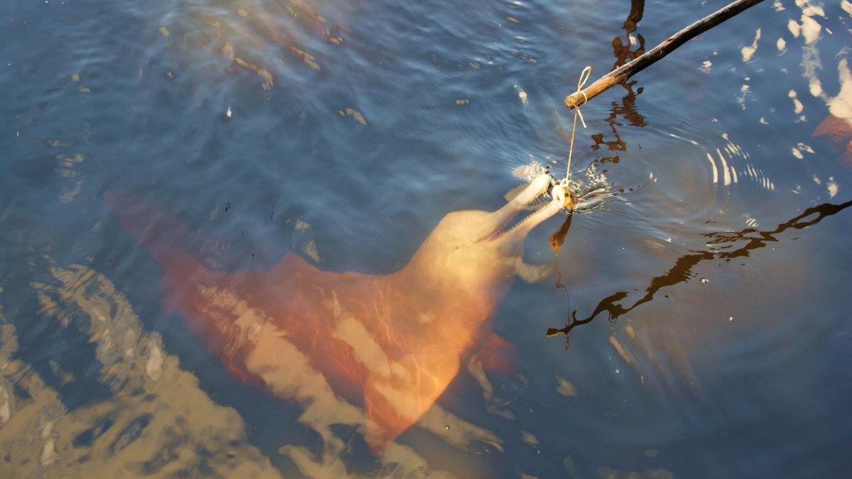 Los delfines son un gran atractivo turístico en la zona.