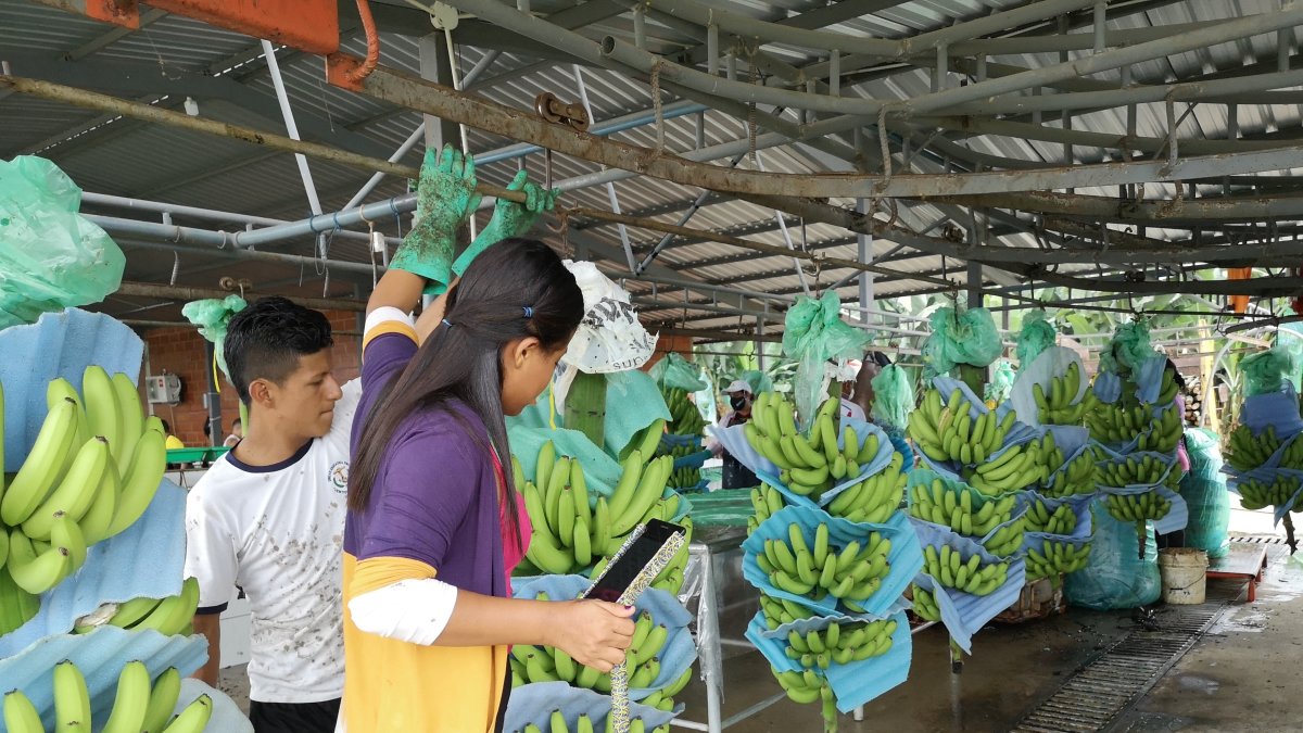 El sector bananero pelea porque los importadores reconozcan los sobrecostos de producción que están causando algunos factores externos